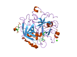 2jh5: HUMAN THROMBIN HIRUGEN INHIBITOR COMPLEX.