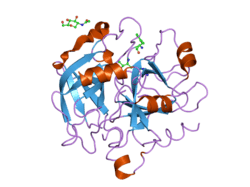 2od3: Human thrombin chimera with human residues 184a, 186, 186a, 186b, 186c and 222 replaced by murine thrombin equivalents.