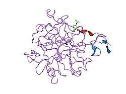 4htc: THE REFINED STRUCTURE OF THE HIRUDIN-THROMBIN COMPLEX