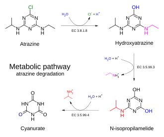 Biodegradation - atrazine chlorohydrolase pathway