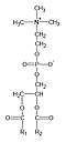General structural formula of phosphatidylcholines​​​