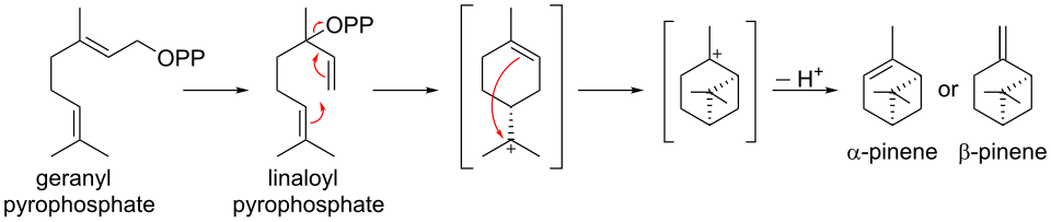 Biosynthesis of pinene from geranyl pyrophosphate