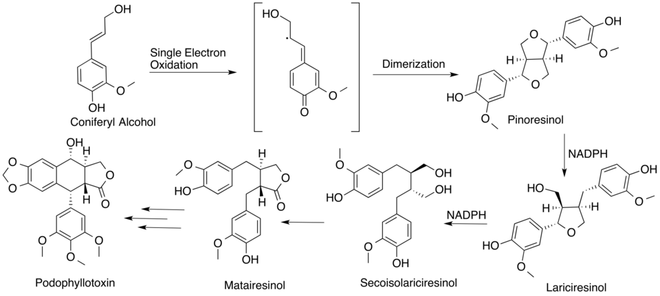 Proposed biosynthetic pathway leading to podophyllotoxin