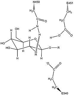 Predicted activity of the conserved Asn450 residue in stabilization of the β-glucuronidase sugar substrate
