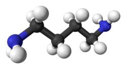 Ball and stick model of putrescine