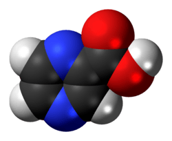 Space-filling model of the pyrazinoic acid molecule