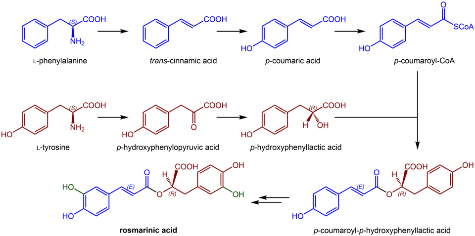 Rosmarinic acid biosynthesis
