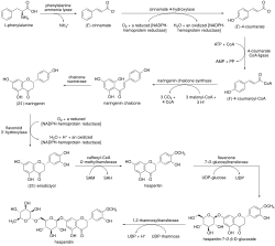 Chemical drawing scheme depicting the successive chemoenzymatic transformations from L-phenylalanine to arrive at hesperidin.