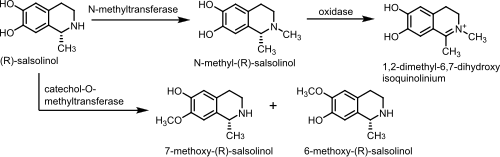 Salsolinol metabolism