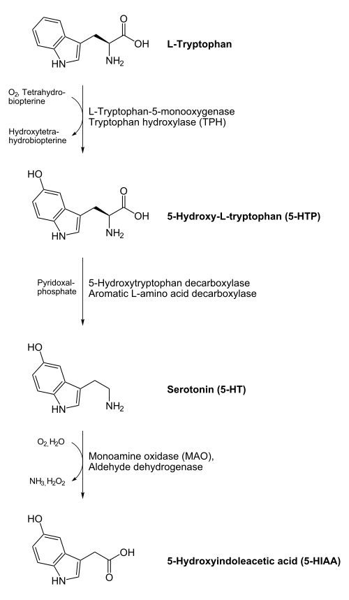On top an L-tryptophan molecule with an arrow down to a 5-HTP molecule. Tryptophan hydroxylase catalyses this reaction with help of O2 and tetrahydrobiopterin, which becomes water and dihydrobiopterin. From the 5-HTP molecule goes an arrow down to a serotonin molecule. Aromatic L-amino acid decarboxylase or 5-Hydroxytryptophan decarboxylase catalyses this reaction with help of pyridoxal phosphate. From the serotonin molecule goes an arrow to a 5-HIAA molecule at the bottom of the image. Monoamine oxidase catalyses this reaction, in the process O2 and water is consumed, and ammonia and hydrogen peroxide is produced.