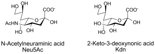 N-acetylneuraminic acid and Kdn, two sialic acids