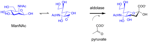 Biosynthesis of sialic acid by a bacterial aldolase enzyme.