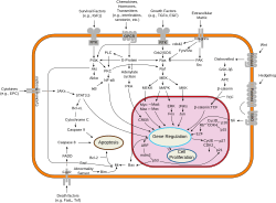 A scalable vector graphic of signal transduction pathways