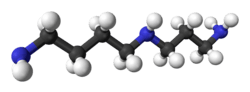 Ball and stick model of spermidine