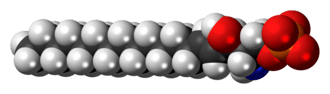 Space-filling model of the sphingosine-1-phosphate anion
