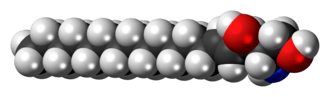 Space-filling model of the sphingosine molecule