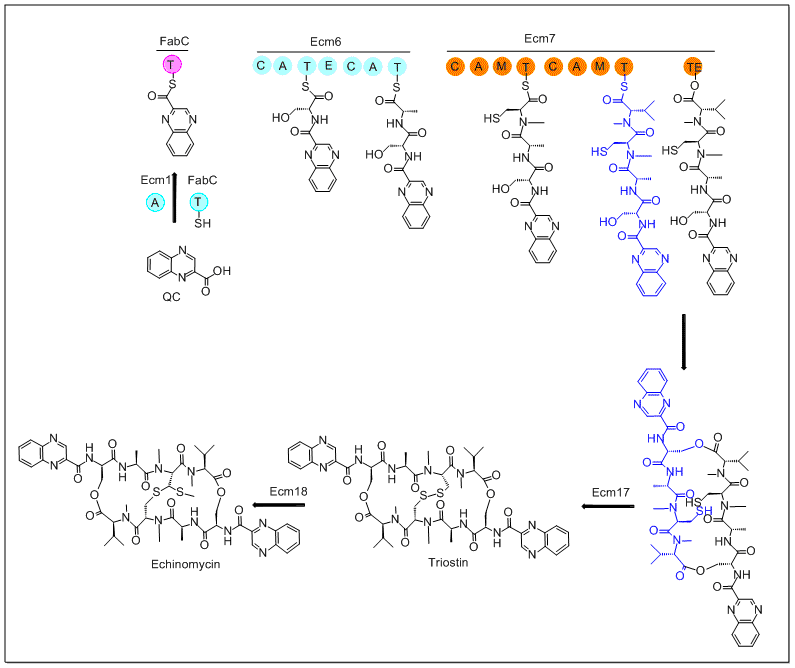 Structure of Echinomycin biosynthesis