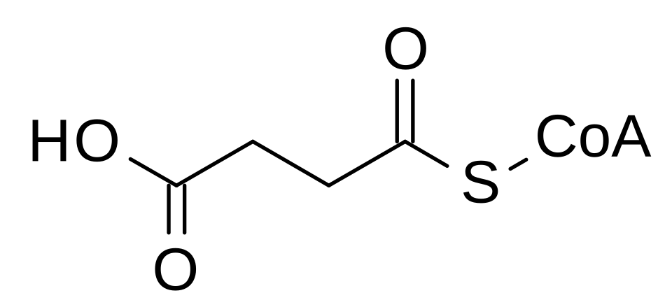 2D representation of the chemical structure of succinyl-CoA.