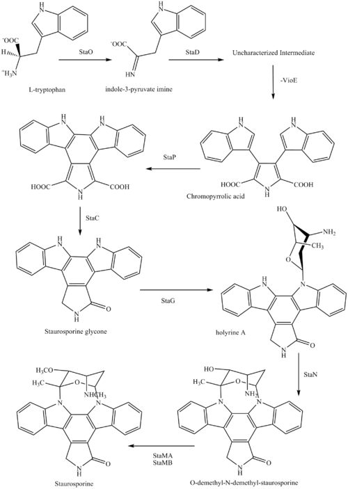 Synthesis of Staurosporine