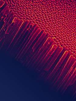 Nanotubes of titanium dioxide (TiO2-Nt) obtained by electrochemical synthesis. The SEM image shows an array of vertical self-ordered TiO2-Nt with closed bottom ends of tubes.