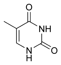 Chemical structure of thymine