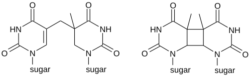 Photodimers derived from thymine.