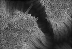 Titanium oxide nanotubes, SEM image