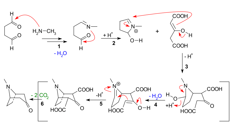 Tropinone synthesis