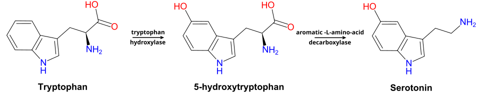 Metabolic pathway from tryptophan to serotonin.
