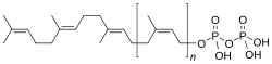 Skeletal formula of C55-isoprenyl pyrophosphate