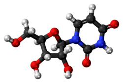 Ball-and-stick model of the uridine molecule