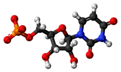 Ball-and-stick model of the UMP molecule as an anion