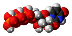 Ball-and-stick model of the UTP molecule as an anion
