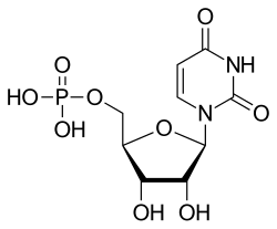 Skeletal formula of UMP