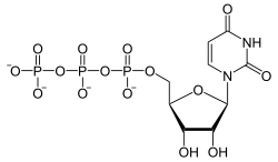 Skeletal formula of UTP