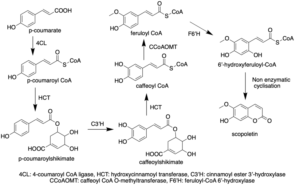 Biosynthetic pathway of Scopoletin