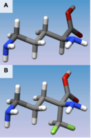 Figure 1 (A) 3D structure of L-Ornithine (B) 3D structure of Eflornithine. This molecule is similar to the structure of L-Ornithine, but its alpha-difluoromethyl group allows interaction with Cys-360 in the active site
