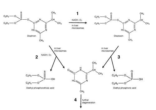 Mechanism for diazinon in vivo.