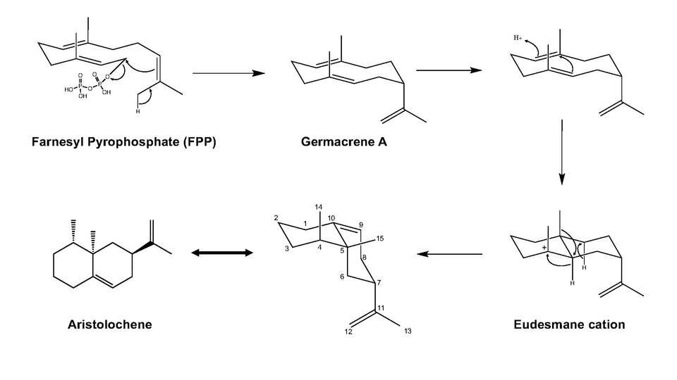 Enzyme Catalyzed Cyclization of Farnesyl Pyrophosphate to Aristolochene