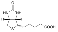Biotin or vitamin B7