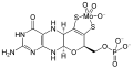 Skeletal structure of a molybdopterin with a single molybdenum atom bound to both of the thiolate groups
